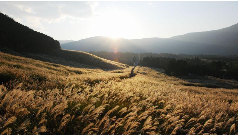 Sengokuhara Pampas Grass Field